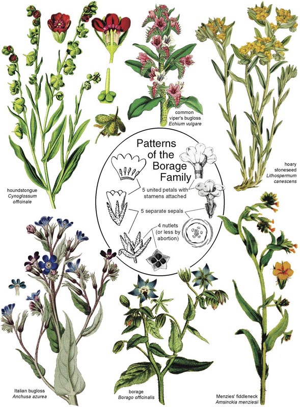Borage family.