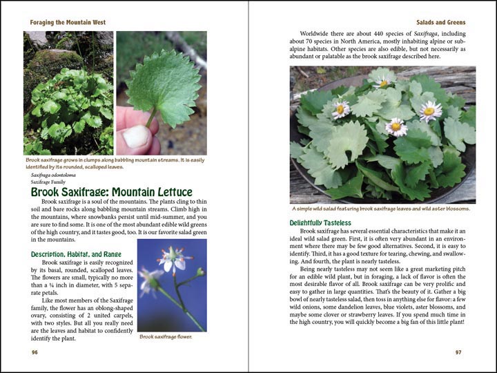 Brook Saxifrage, sample page from Foraging the Mountain West.