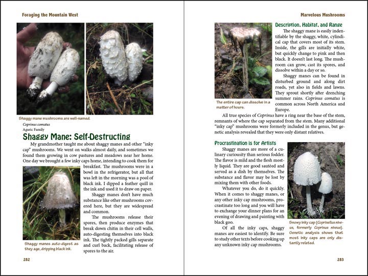 Shaggy Mane, sample page from Foraging the Mountain West.