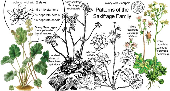 Saxifrage family.