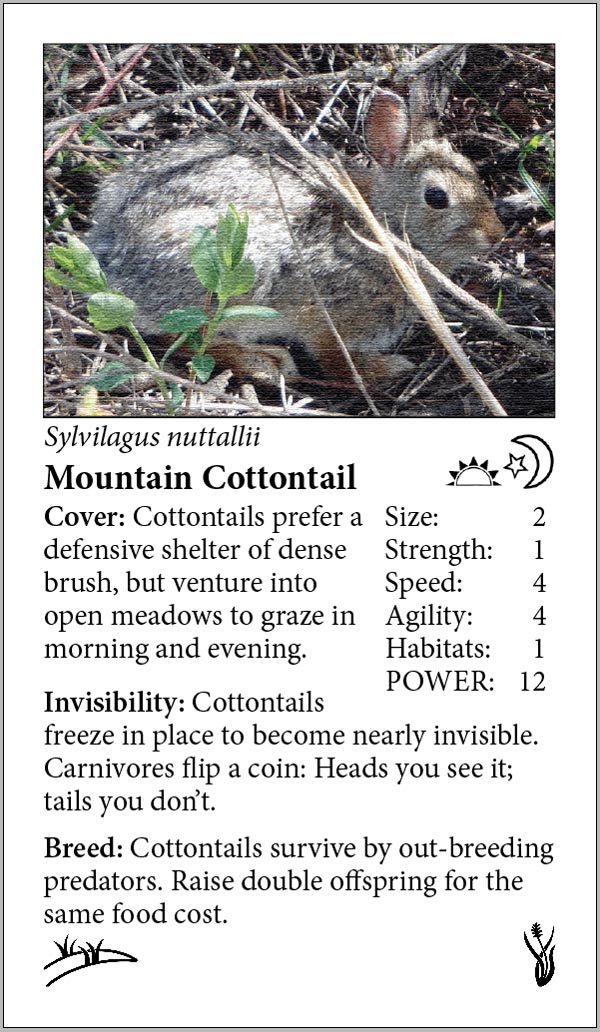 Mountain Cottontail game card from Wildlife Web.
