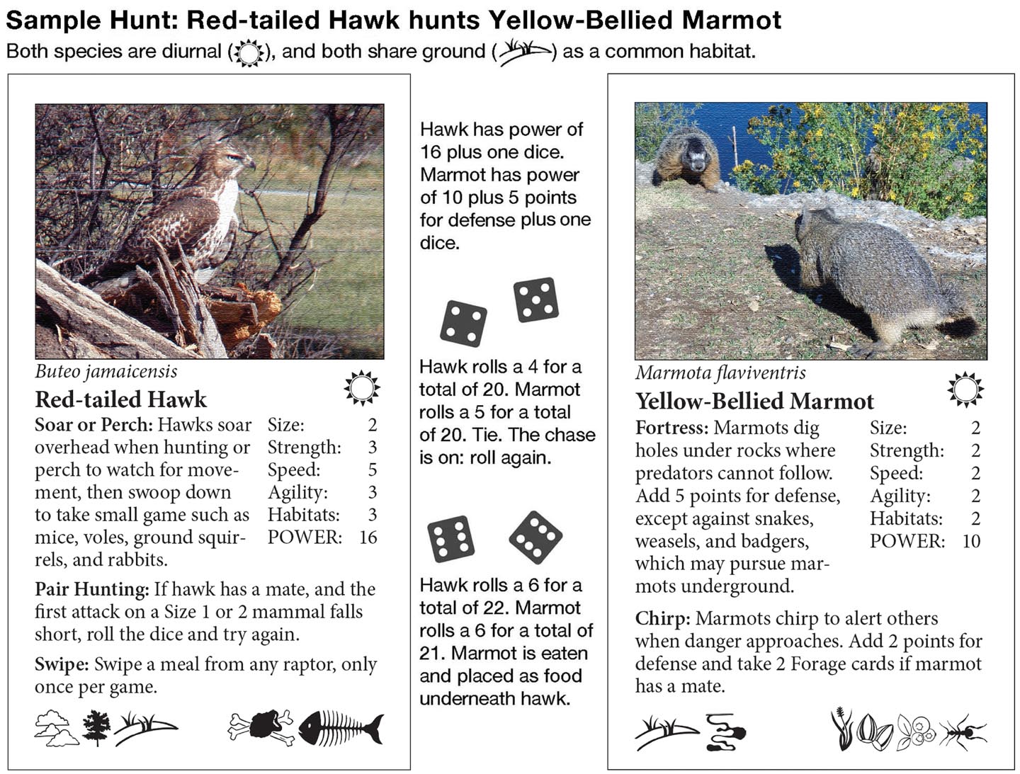 Wildlife Web Game: Hawk Hunts Marmot.