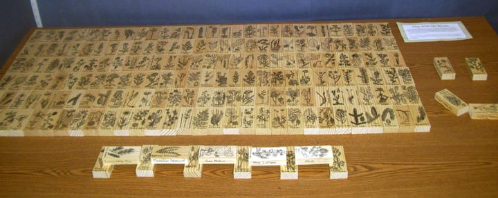 Plant drawings on wooden blocks.