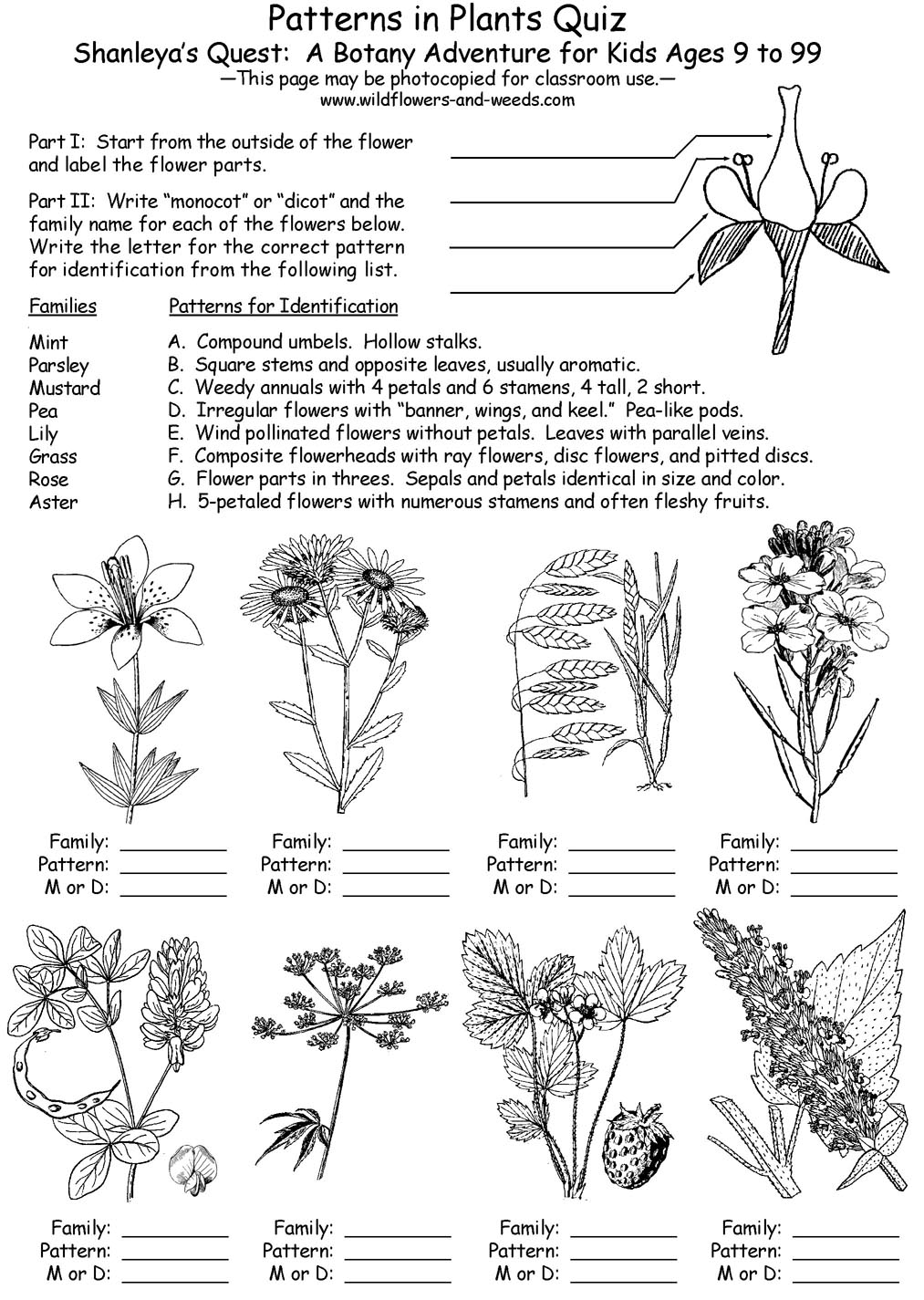 Shanleya s Quest A Botany Adventure For Kids Ages 9 To 99 By Thomas J Shanleya s Quest A Botany Adventure For Kids Ages 9 To 99 By Thomas J